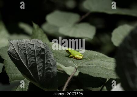 Image of Hyla versicolor, a tiny tree frog on a tree leaf in Maryland. Taken with a macro lens at day time. The frog was resting quietly on the leaf. Stock Photo