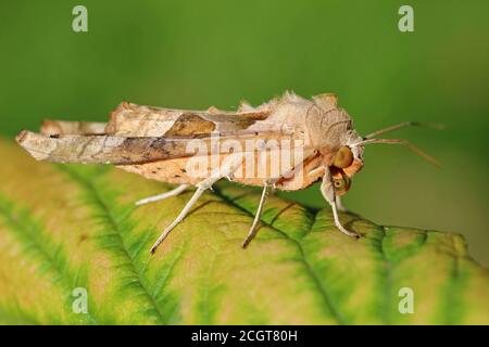 Angle Shades Phlogophora meticulosa Stock Photo