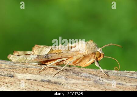 Angle Shades Phlogophora meticulosa Stock Photo
