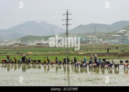 Agriculture in North Korea Stock Photo