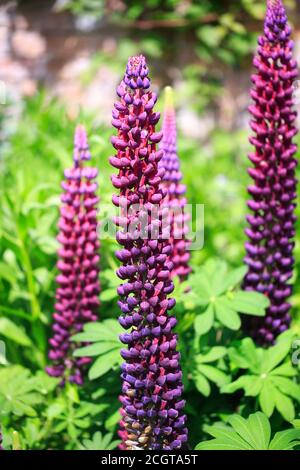 Tall pink and Purple Lupin in full bloom against a natural blurred green garden background with more lupins. Stock Photo