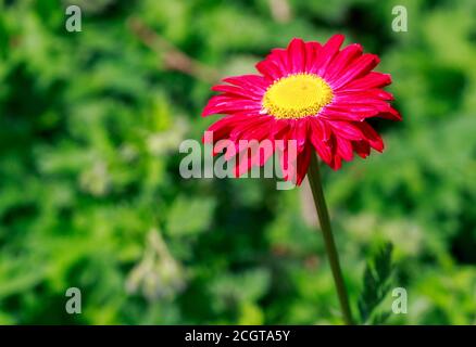 Pretty Bright Single Stem of a Red Gerbera Flower with a bright yellow stamen, against a bright green blurred garden background Stock Photo
