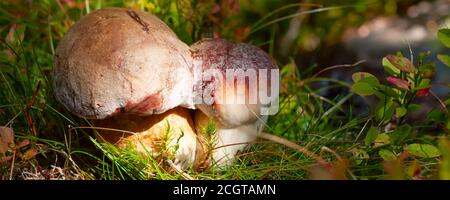 Boletus edulis mushroom in old magic forest mushrooms banner background Stock Photo