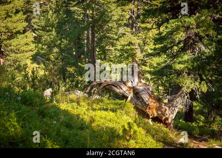 Magic old tree trunk lying in green summer forest, nature background Stock Photo