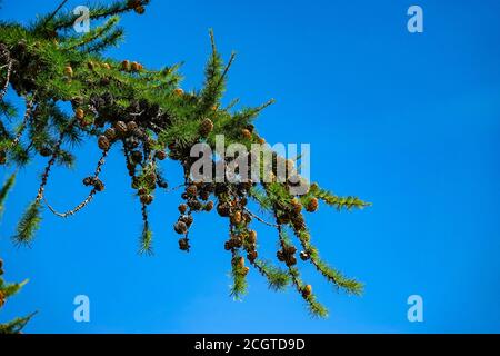 Fir cones on branch of fire tree Puy-Saint-Vincent, ski resort, in summer, Vanoise National Park, Ecrins, France Stock Photo