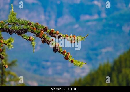 Fir cones on branch of fire tree Puy-Saint-Vincent, ski resort, in summer, Vanoise National Park, Ecrins, France Stock Photo