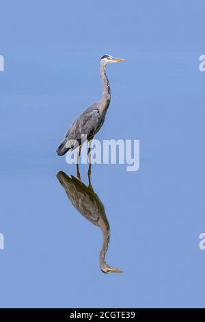 Reflection of grey heron (Ardea cinerea) standing in shallow water of pond / lake Stock Photo