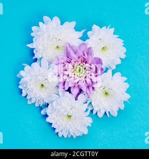 blue background with white and violet dahlia flowers laid in the middle Stock Photo