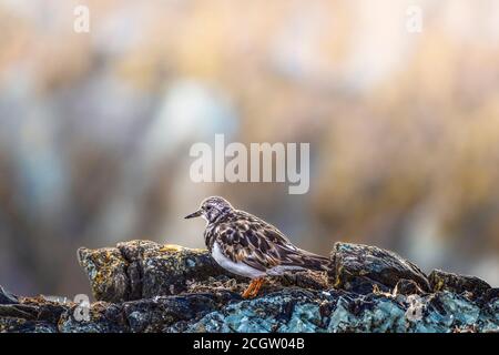Ruddy turnstone (Arenaria interpres) in non-breeding plumage foraging along the rocky coastline. Stock Photo