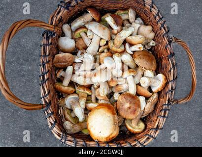 Heap of fresh edible porcini mushrooms are collected in an old wicker basket, standing on the asphalt, close-up. Stock Photo