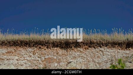 underground soil layer of cross section earth, erosion ground with plants on top. Plants, soil, karst Stock Photo