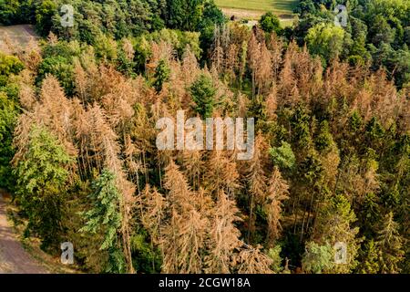 Aerial view of a section of forest dying in the German coniferous forest Stock Photo