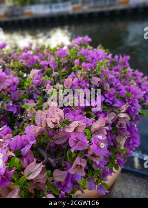 Violet hibiscus flower during the morning time near Malacca River in Malacca (Melaka), Malaysia in South east Asia Stock Photo