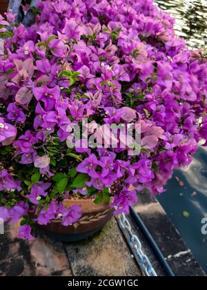 Violet hibiscus flower during the morning time near Malacca River in Malacca (Melaka), Malaysia in South east Asia Stock Photo