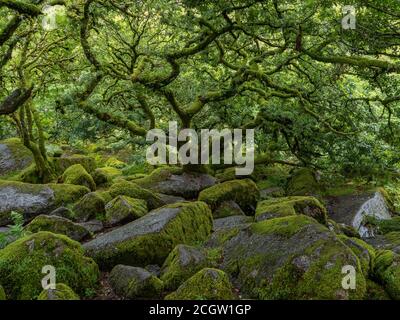 Twisted, gnarled dwarf oak trees growing among rocks in a mossy wood Stock Photo