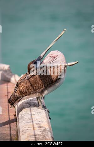 A brown pelican yawns at the end of the cruise ship pier in Key West, Florida Stock Photo