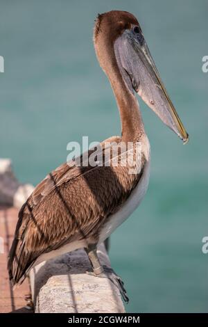 A brown pelican sits at the end of the cruise ship pier in Key West, Florida Stock Photo