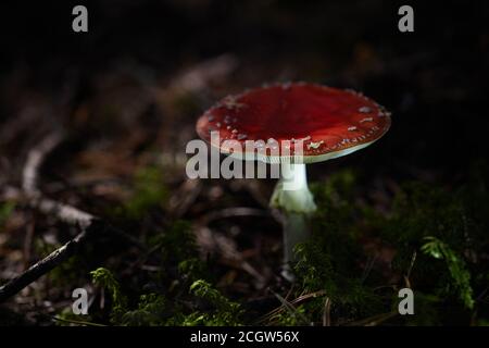Fly agaric mushroom in dark forest. Close up photo of red fungi. Stock Photo