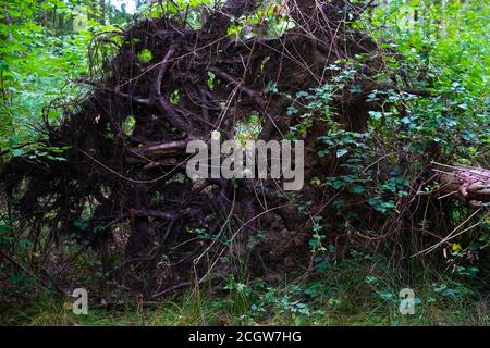 Fallen tree in Southern UK Stock Photo