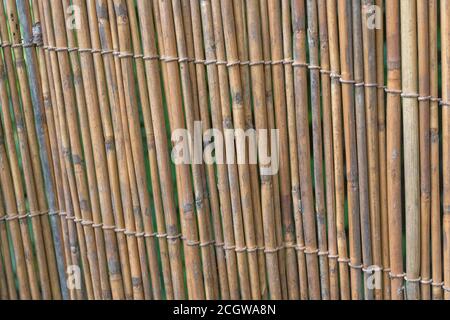 Upright section of natural reed garden screening, showing traces of early reed decay. Nice natural texture background or metaphor for gardening. Stock Photo