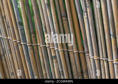 Natural Reed Screening Upright section of natural reed garden screening, showing traces of ...