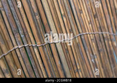 Natural Reed Screening Upright section of natural reed garden screening, showing traces of ...
