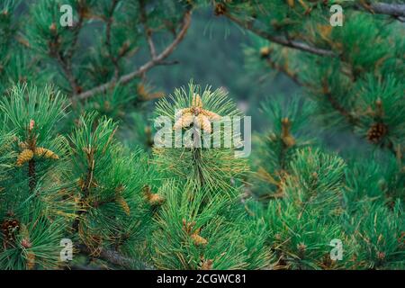 small pine cones clustered on some pine tree branches Stock Photo