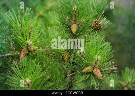 small pine cones clustered on some pine tree branches Stock Photo