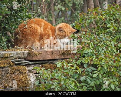 Catnap - Ginger & white Cat sleeping on top of stone wall surrounded by evergreen vegetation in Cumbria, England, UK Stock Photo