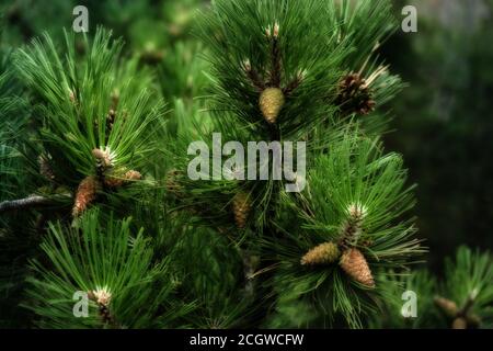 small pine cones clustered on some pine tree branches with midnight effect Stock Photo