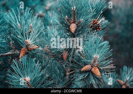 small pine cones clustered on some pine tree branches with surreal effect Stock Photo