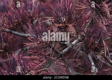 small pine cones clustered on some purple colored pine tree branches Stock Photo
