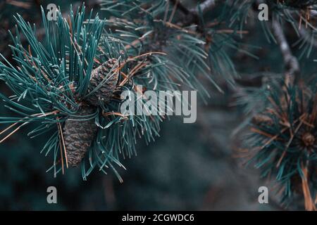 small pine cones clustered on some pine tree branches with sunbeams Stock Photo