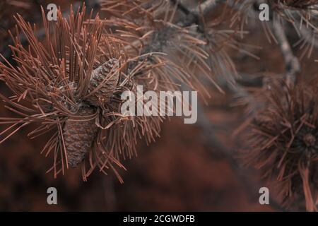 small pine cones clustered on some dry pine tree branches for the arid climate Stock Photo