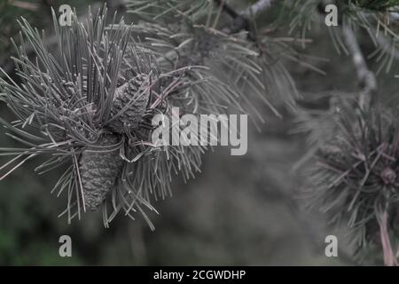 small pine cones clustered on some whitening pine tree branches Stock Photo