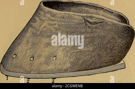 . The art of taming and educating the horse .. . SH0B1N(^. 621. Fig. 410. An exact drawing of a hoof, on a scale of three-fourthssize, which was macerated* from the foot of a five-year-old horse that was never shod but once. The shoe is ac-cording to the authors idea of form, and the nailing, howit should be done. * The hoof from which the above drawing, and sections of the same following,were.made, was as nearly a perfect specimen as could be found. It was secured byProf. McLellan, and by him given to Mr. David Roburg, referred to in another partof this chapter, by whom it was highly prized a Stock Photo