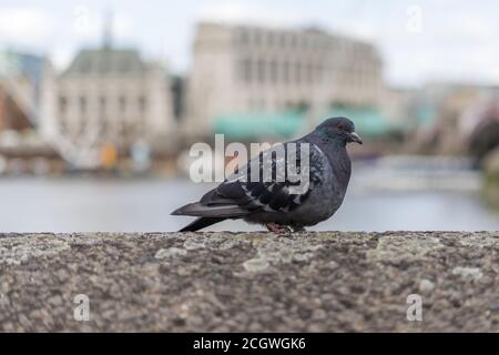 Grey pidgin on a stone wall with out of focus background Stock Photo