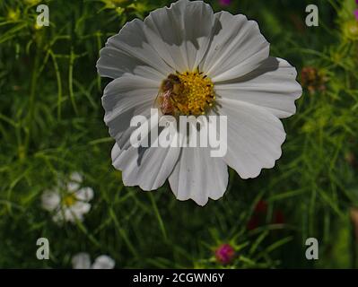 White garden cosmos (Cosmos bipinnatus) with a western honey bee (Apis mellifera) collecting pollen in a garden in Ottawa, Ontario, Canada.