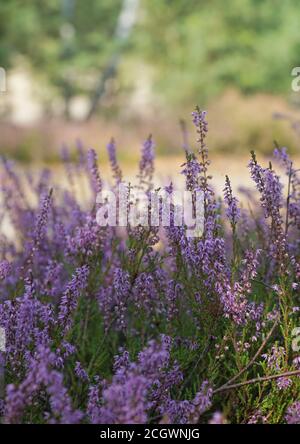 Heather flowers in summer forest with blurred background closeup. Selective focus. Natural background. Stock Photo