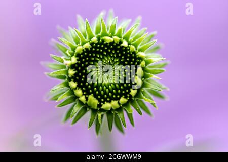 Eastern Purple Coneflower Bud (Echinacea purpurea 'Magnus') - North Carolina Arboretum, Asheville, North Carolina, USA Stock Photo