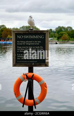 No swimming sign and orange lifebuoy at the Serpentine Lake in Hyde Park. Sea gull on the sign and the Lansbury's Lido in the background. Stock Photo