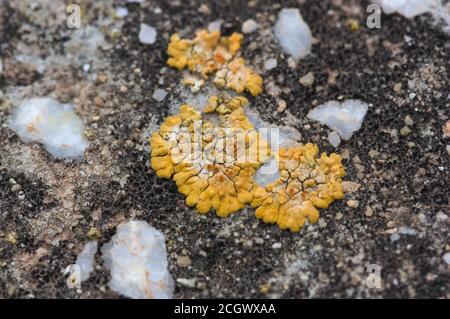 Close-up of a weather-generated yellow lichen on the surface of a stone over time Stock Photo