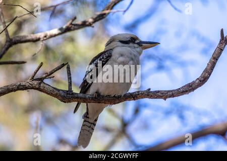 Kookaburra sitting in a tree on a branch looking sideways Stock Photo
