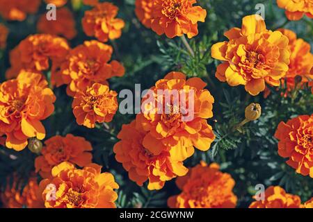 Marigold flowers top view (Tagetes erecta L. ) close up Stock Photo