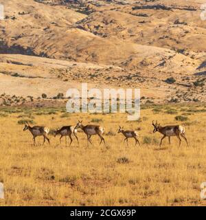 Herd of Pronghorn Antelope, Antilocapra americana, Goblin Valley State Park, San Rafael Desert, Emery, Utah, USA Stock Photo