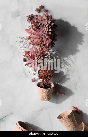 Pink toned various Sempervivum or Stone Rose succulent plants and seedling pots to grow separated baby plants. Succulents and seedling pots on marble Stock Photo