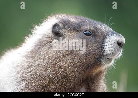 Young marmot in Mount Rainier National Park Stock Photo