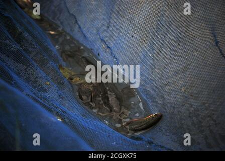 Freshwater fishes caught with a pushnet on irrigation canal during ...