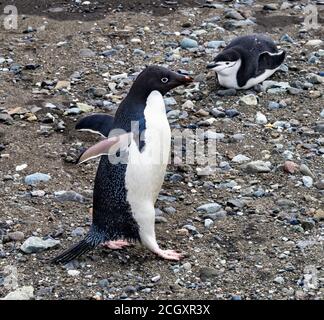 Adelie Penguin and Chinstrap Penguin in Frei Station South Shetland Islands Antartica Stock Photo
