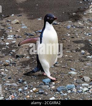 Adelie Penguin in Frei Station South Shetland Islands Antartica Stock Photo